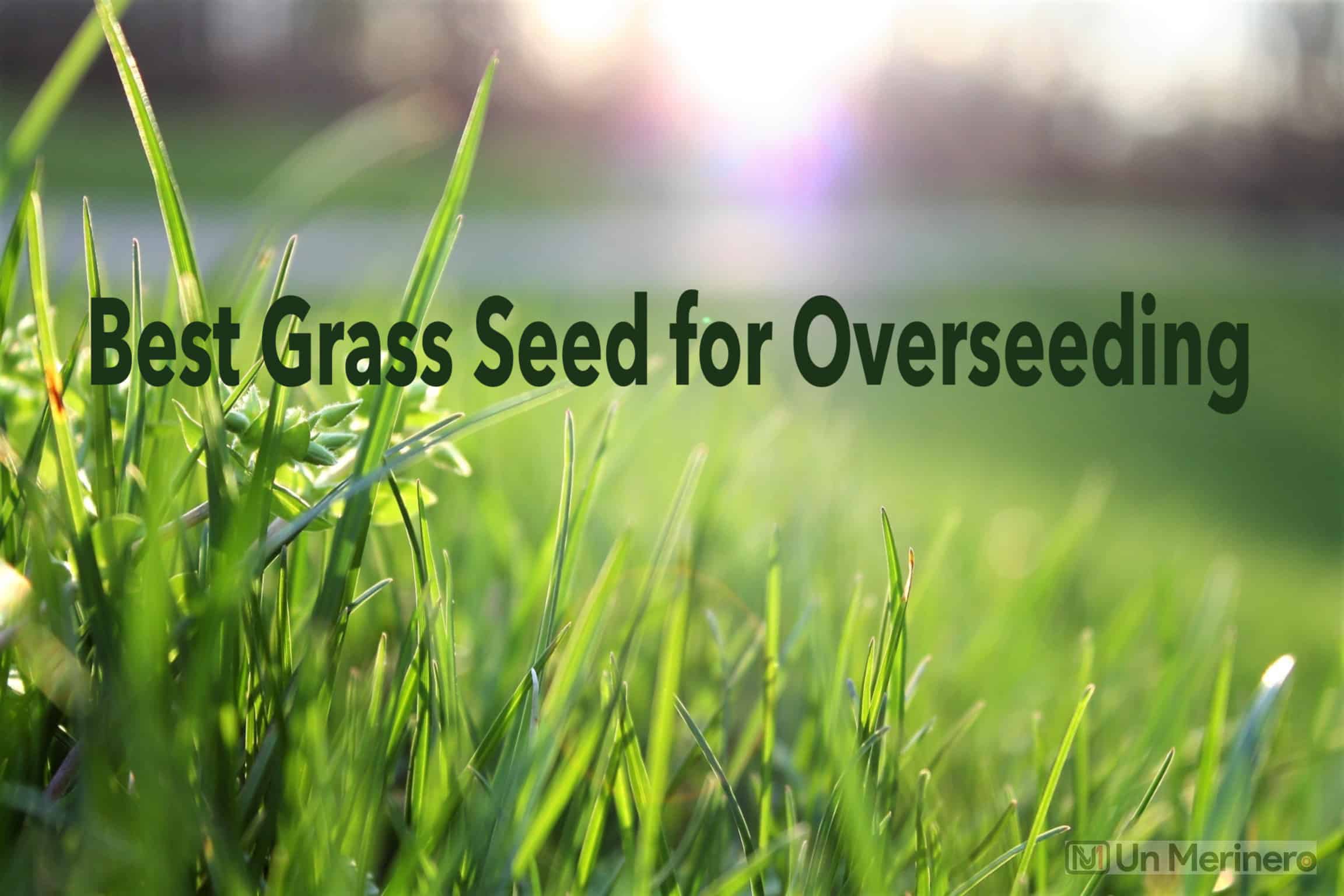 What Is The Best Grass Seed For Overseeding? 
