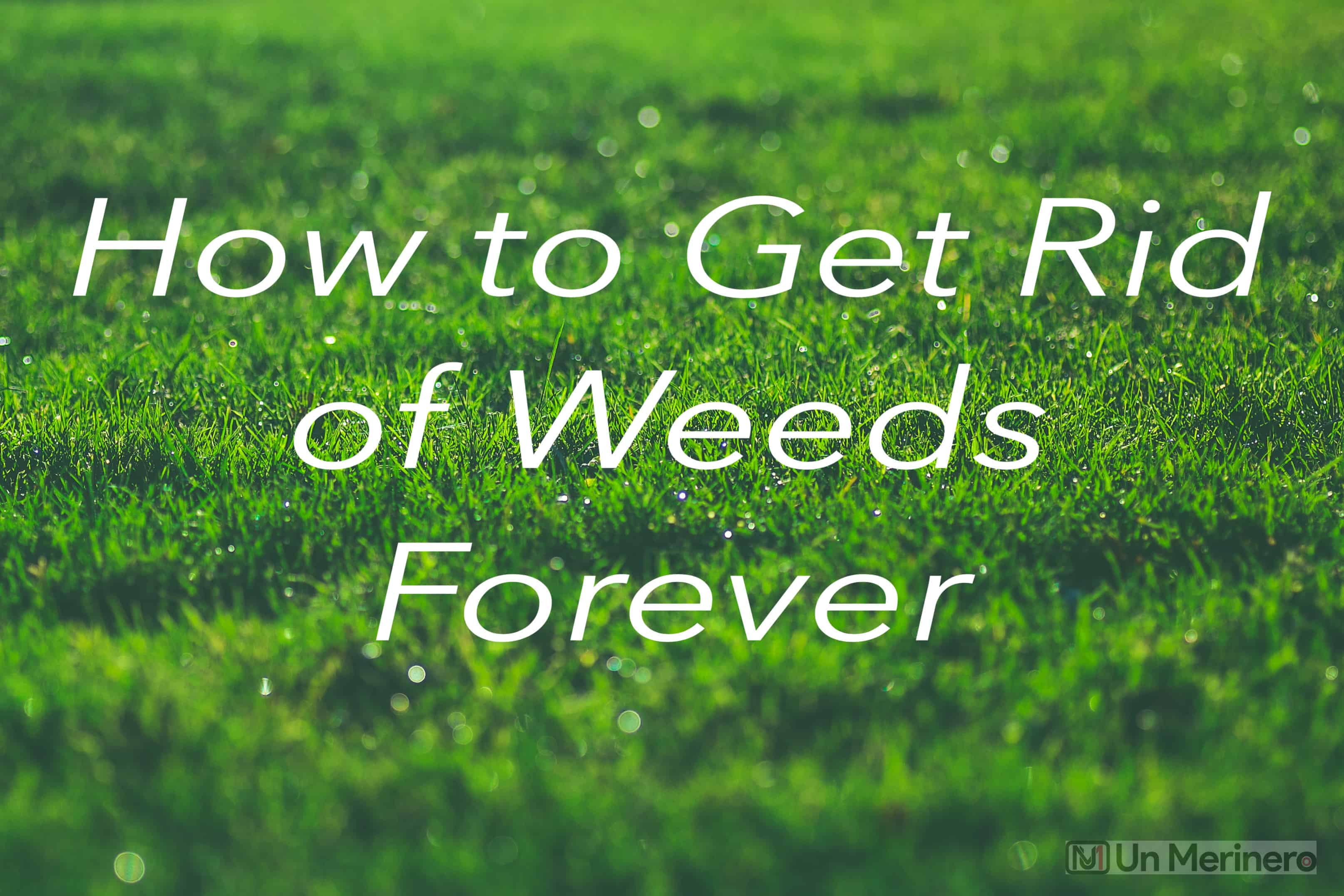 4 Pro Therapies on How to Get Rid of Weeds Forever? Expert’s Advice