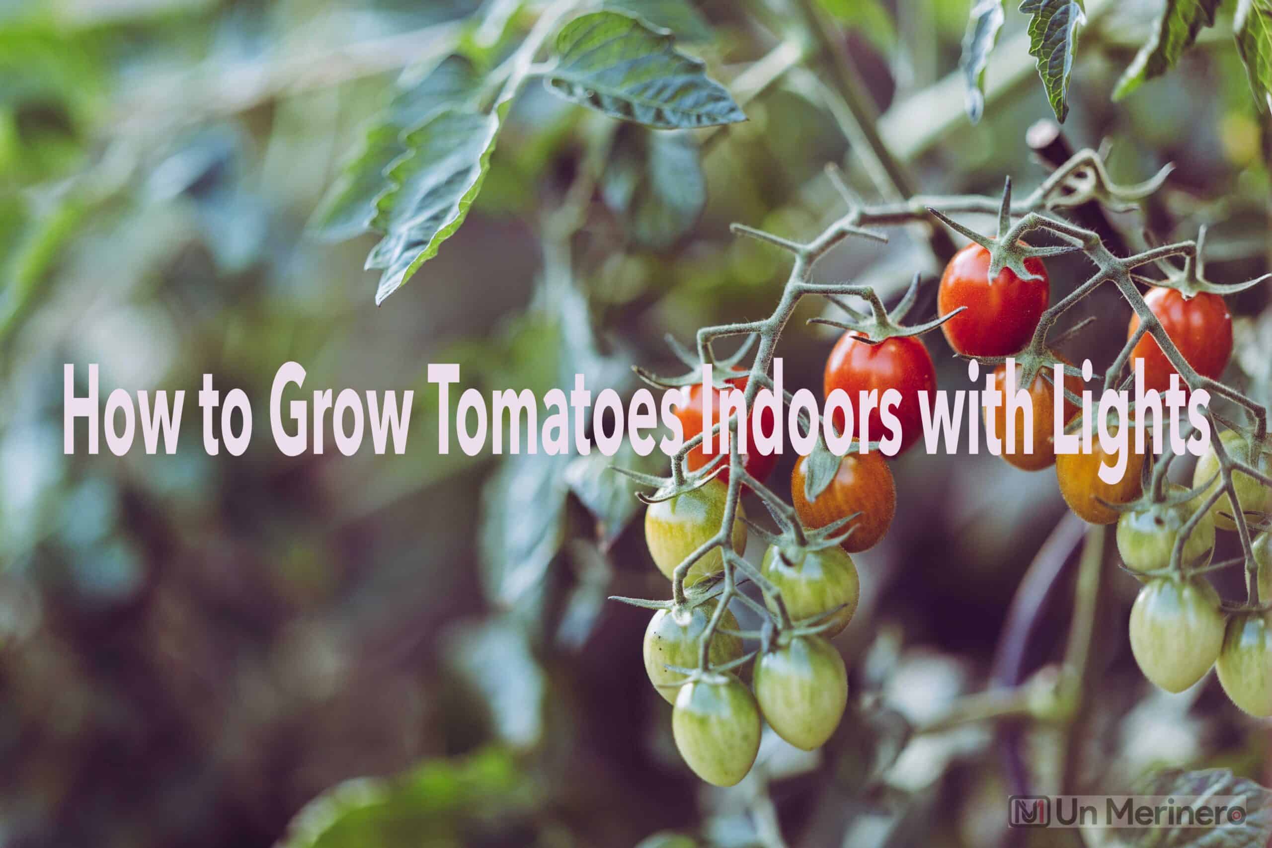 How to Grow Tomatoes Indoors with Lights