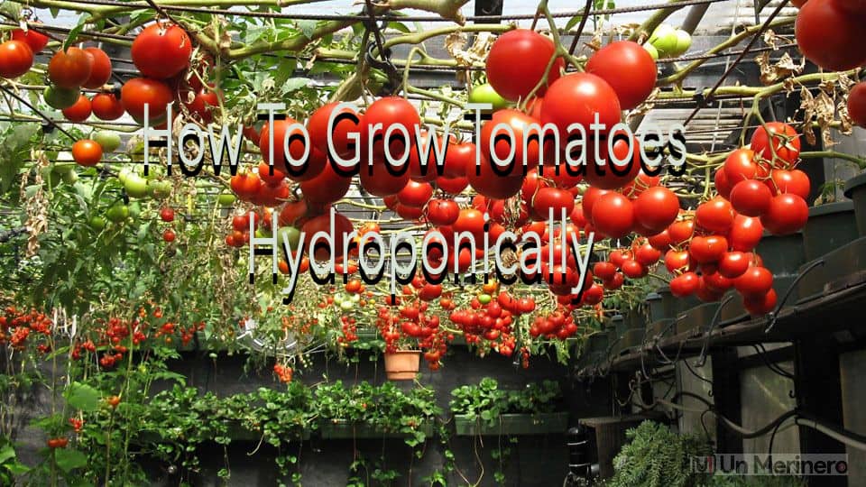 How to Grow Tomatoes Indoors Hydroponically? Expert’s Advice