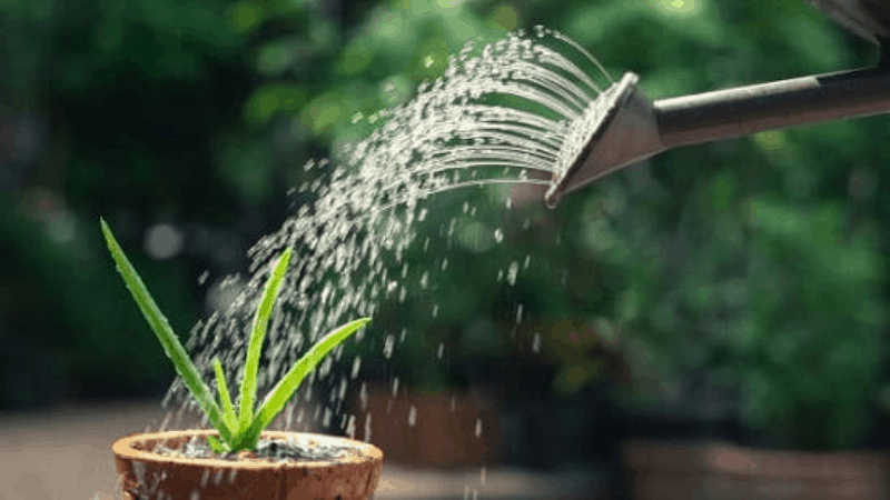 How Often You Should Water Aloe Vera