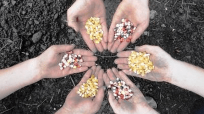 How To Collect Seeds For Gardening