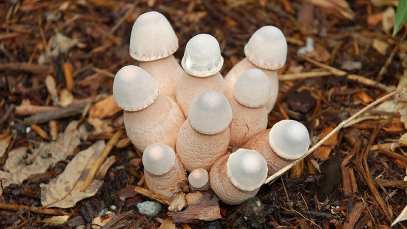How To Harvest Mushrooms?