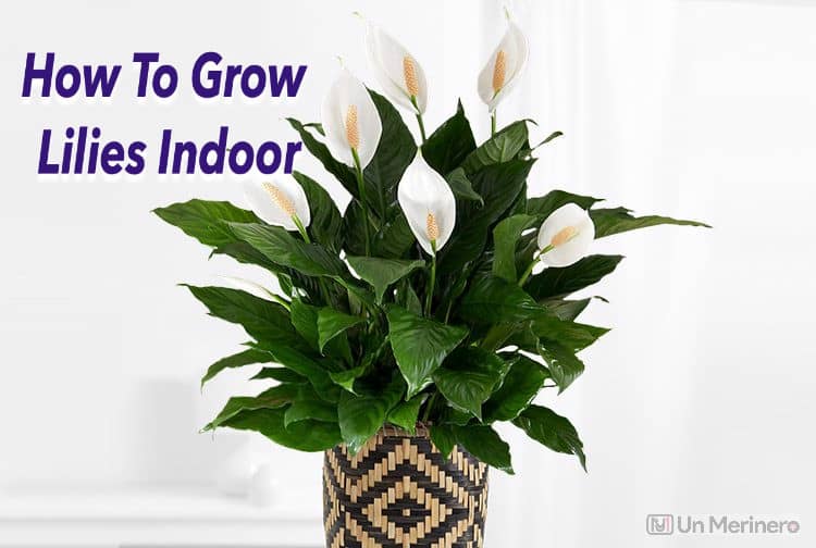 How to Grow Lilies Indoors