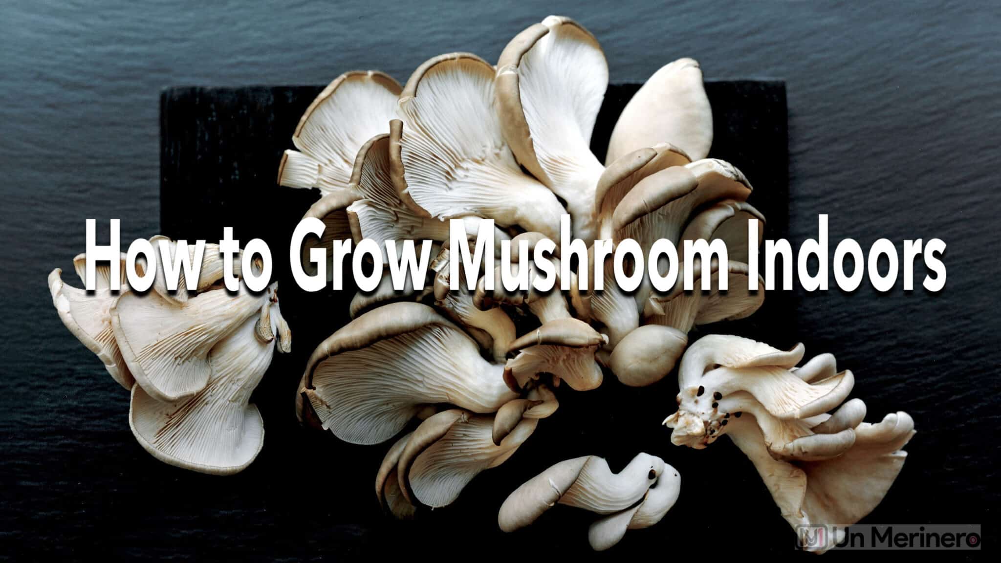 How To Grow Mushrooms Indoors Garden Synthesis