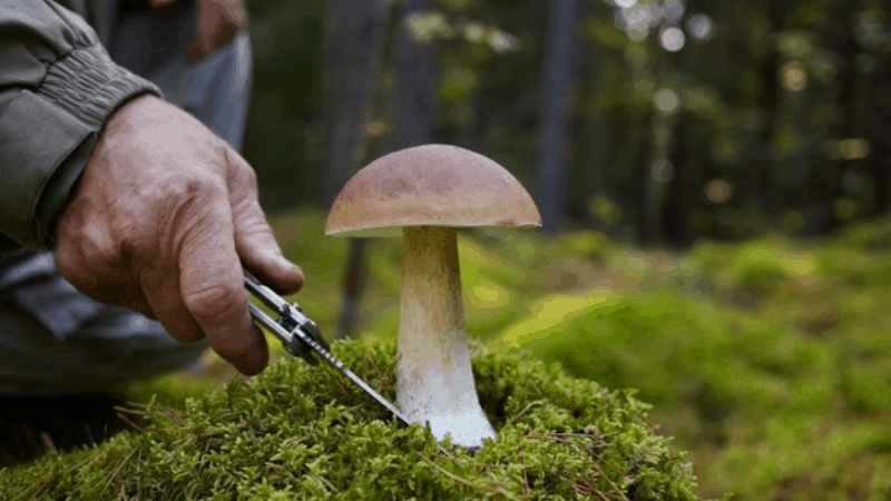 How To Grow Mushroom In Lawn