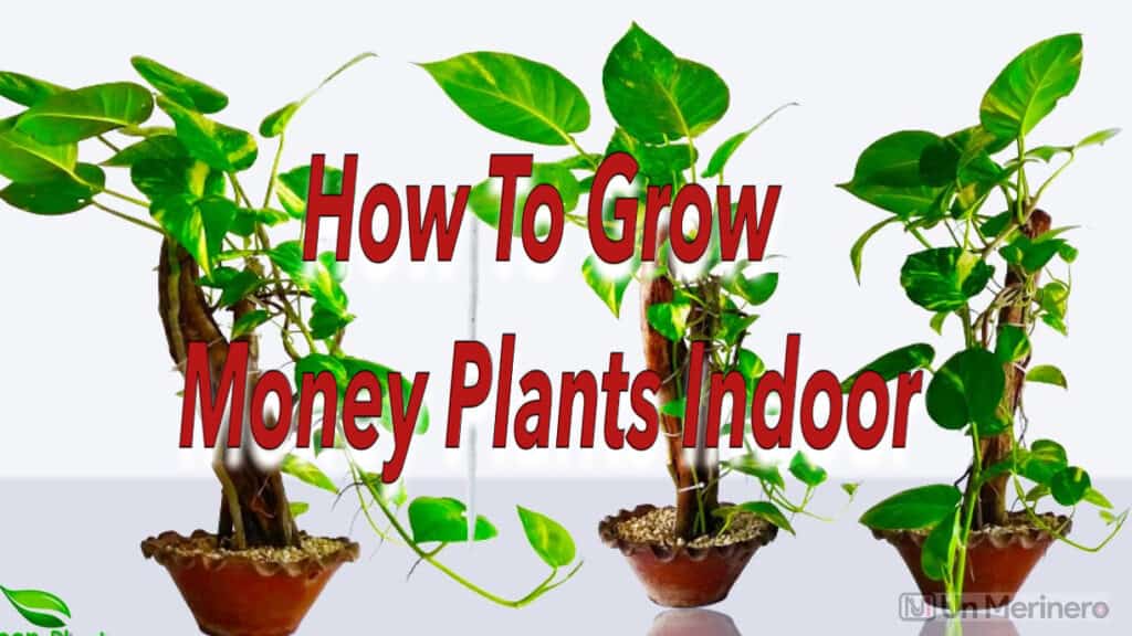 How To Grow Money Plant Indoor Garden Synthesis 3206