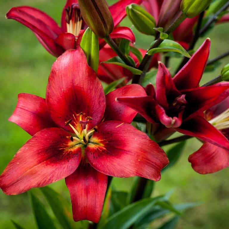 How to Grow Lilies Indoors? Step By Step Guide