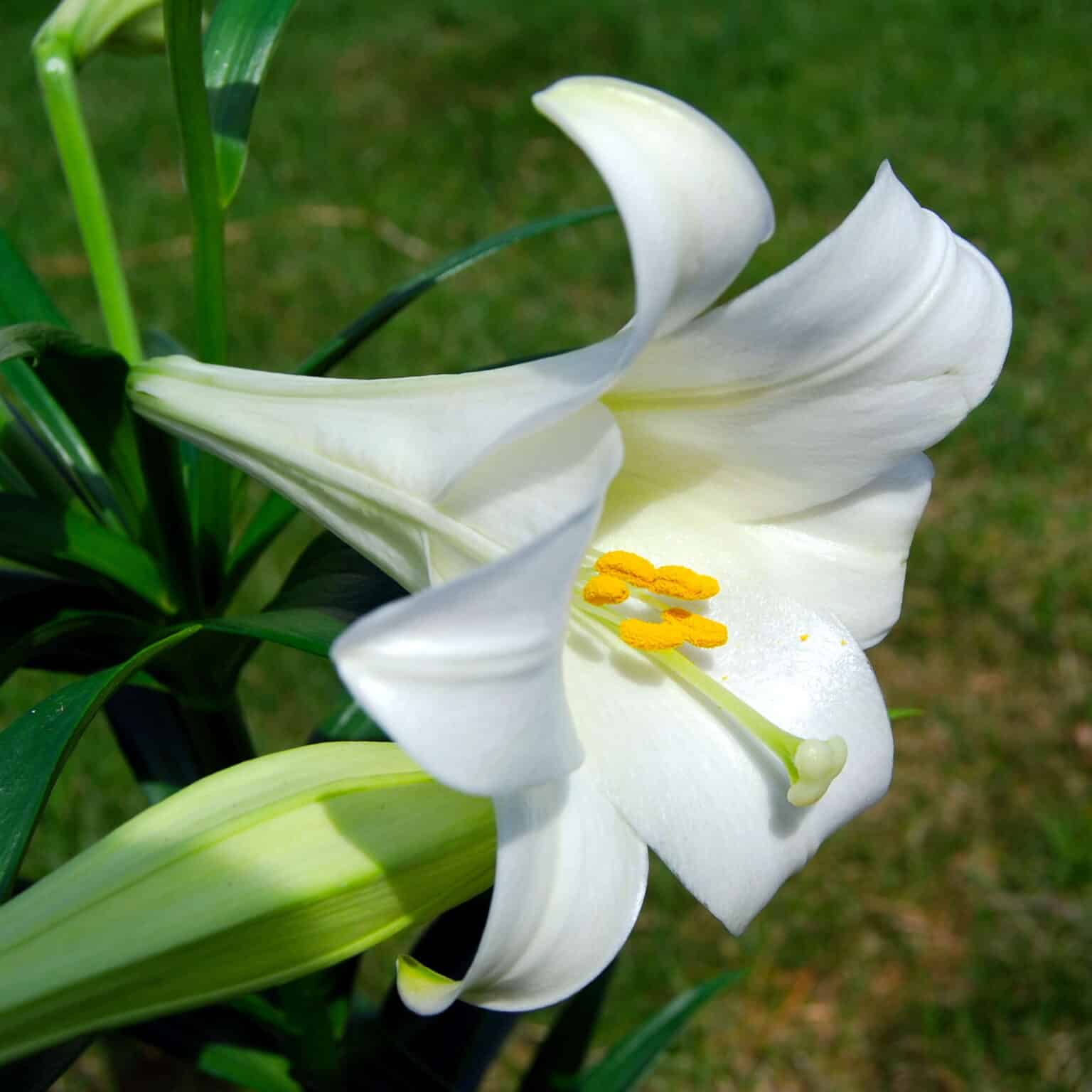 How to Grow Lilies Indoors? Step By Step Guide