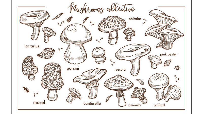 Types Of Mushrooms You Can Grow Indoors