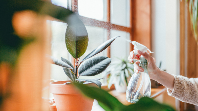 How To Increase Humidity For Houseplants - Step One - Try To Mist Your Plants