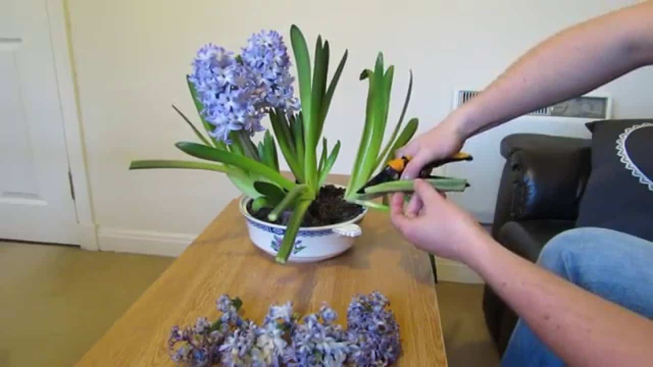 How To Cut Hyacinths