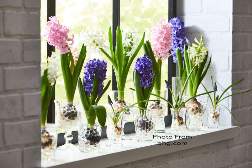 How To Grow Hyacinth Indoors? The Ultimate Guideline