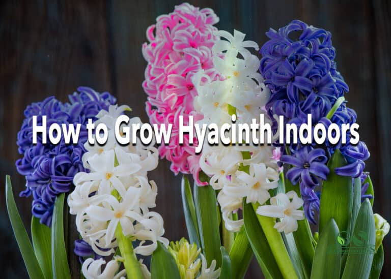 How To Grow Hyacinth Indoors - Expert's Guideline | Garden Synthesis