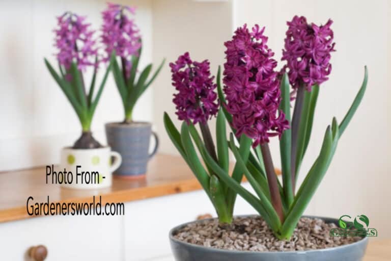 How To Grow Hyacinth Indoors? The Ultimate Guideline