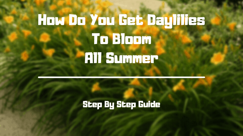 How Do You Get Daylilies To Bloom All Summer [Step by Step Guide]