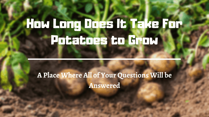 How Long Does It Take For Potatoes to Grow? How to Grow Potatoes Properly?
