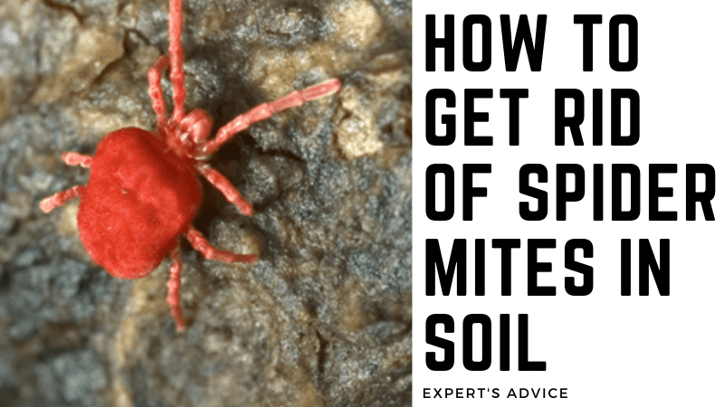 How To Get Rid of Spider Mites In Soil