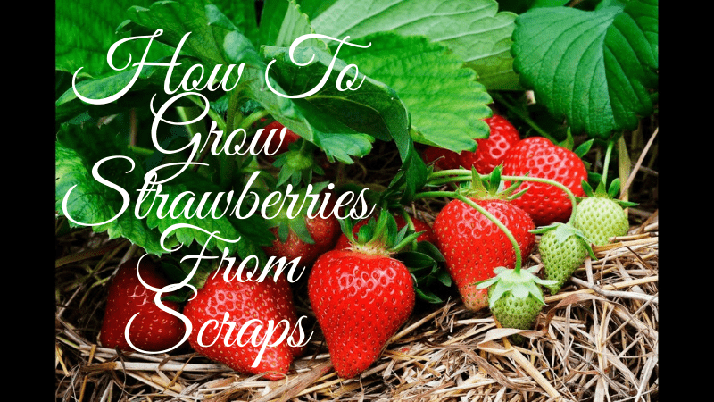 How To Grow Strawberries From Scraps? Step by Step Guide 
