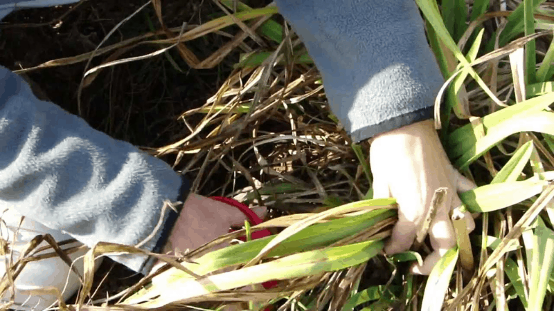 How To Trim Daylilies In Winter