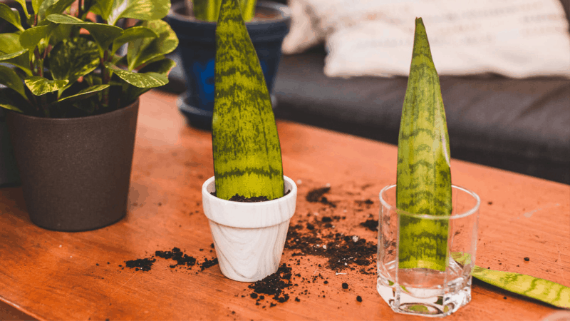 How To Propagate Snake Plant From Cutting