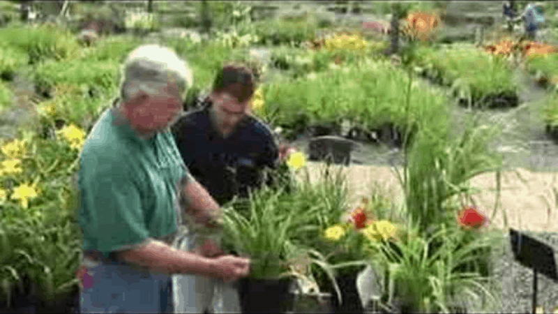 How To Trim And Prune Daylilies