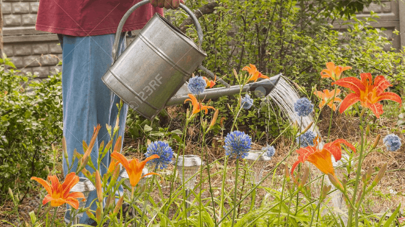 How To Water Daylilies