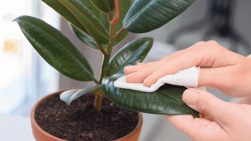 Keep Leaves Clean And Hydrated To Get Rid Of Spider Mites
