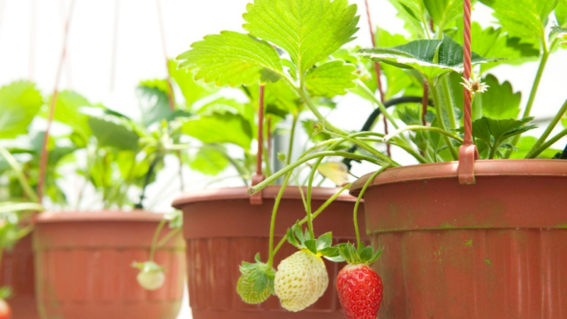 Step 5 - Transferring The Plants To Final Position Strawberries