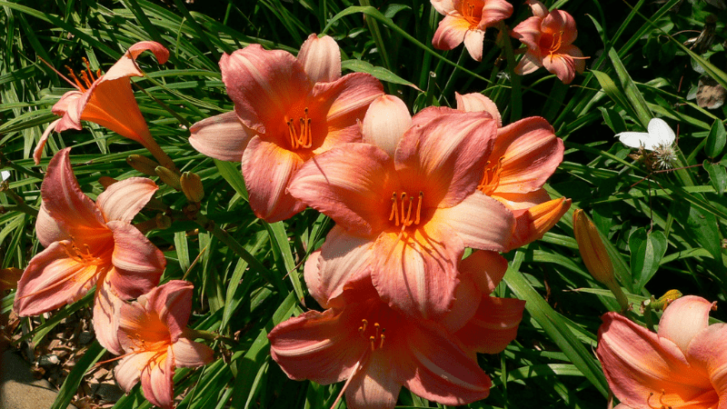 Where Should You Plant Your Daylilies