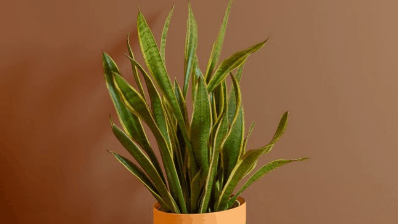 Why My Snake Plant Leaves Are Curly