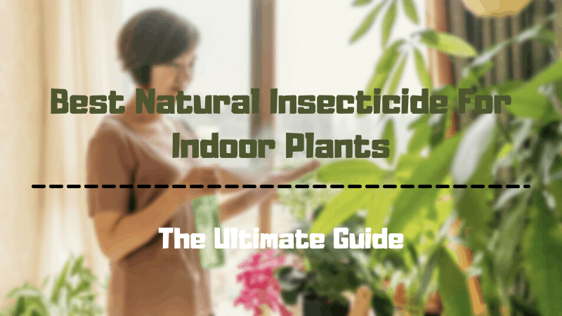  10 Best Insecticides for Indoor Plants 