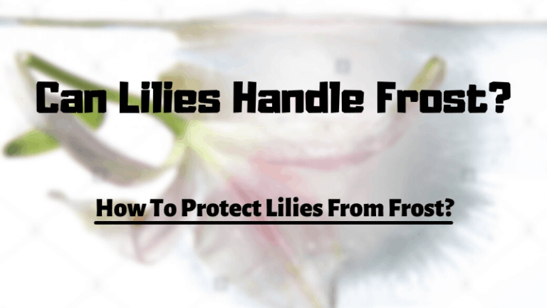 Can Lilies Handle Frost? How To Protect Lilies From Frost? | Garden