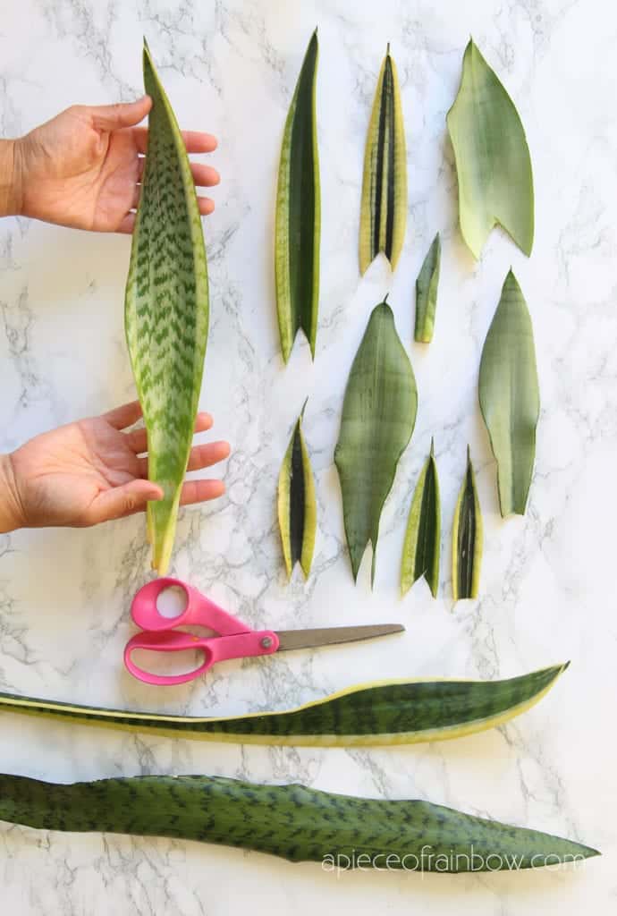 Cut Off Some Fresh Snake Plant Leaves