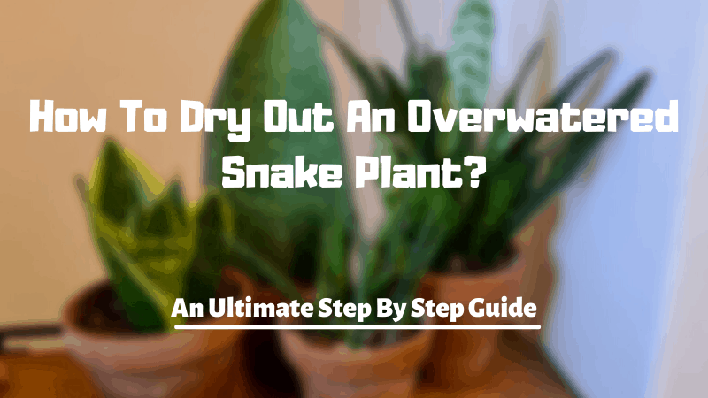 How To Dry Out An Overwatered Snake Plant? Step By Step Guide