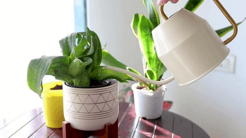How To Take Care Of A Snake Plant?