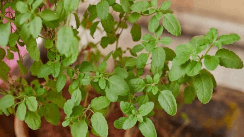How Much Light Does A Tulsi Plant Need