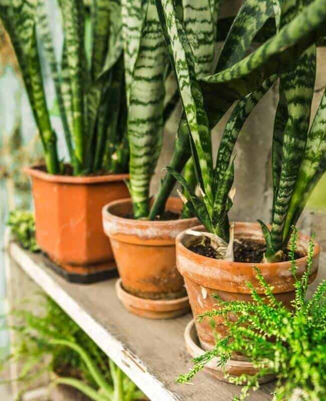 Plant Snake Plant In A New Pot