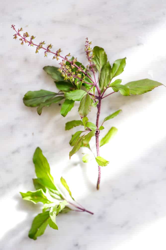  Why Does Tulsi Plant Die In Winter How To Revive A Dying Tulsi Plant 