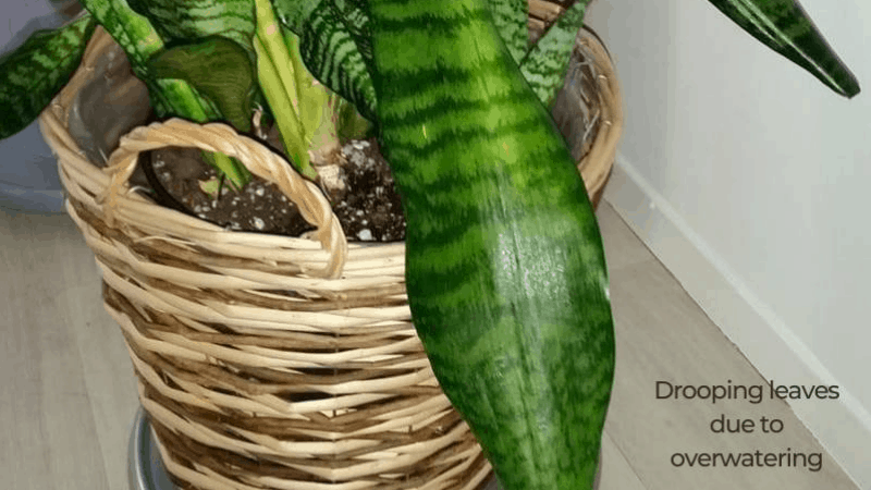 What Happens When You Over Water A Snake Plant