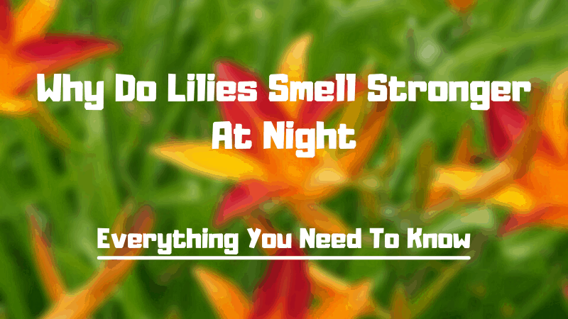 Why Do Lilies Smell Stronger At Night? 