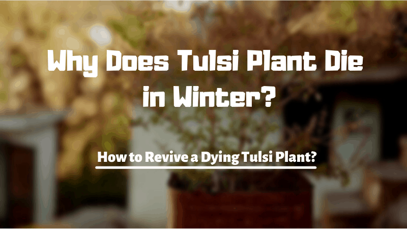 Tulsi plant care in winter
