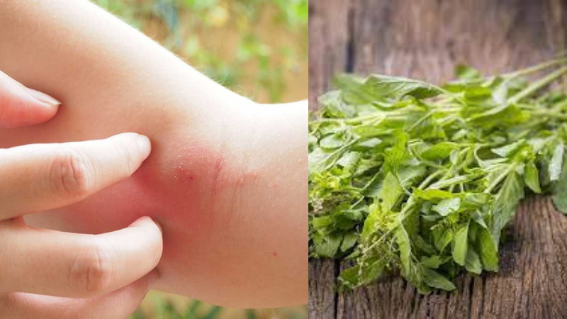 Basil Can Treat Your Wounds