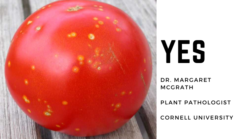 Can You Eat Tomatoes From A Diseased Plant