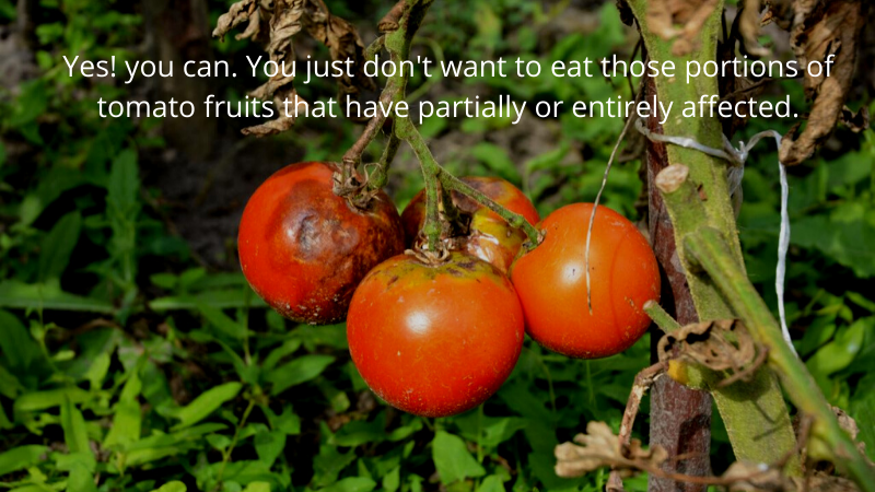 Can You Eat Tomatoes From A Diseased Plant