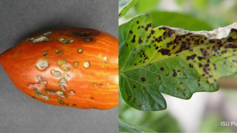 can-you-eat-tomatoes-with-septoria-leaf-spot-everything-you-need-to-know