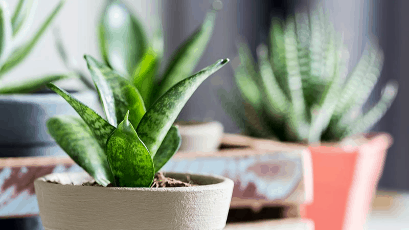 Do Snake Plant Have Babies?