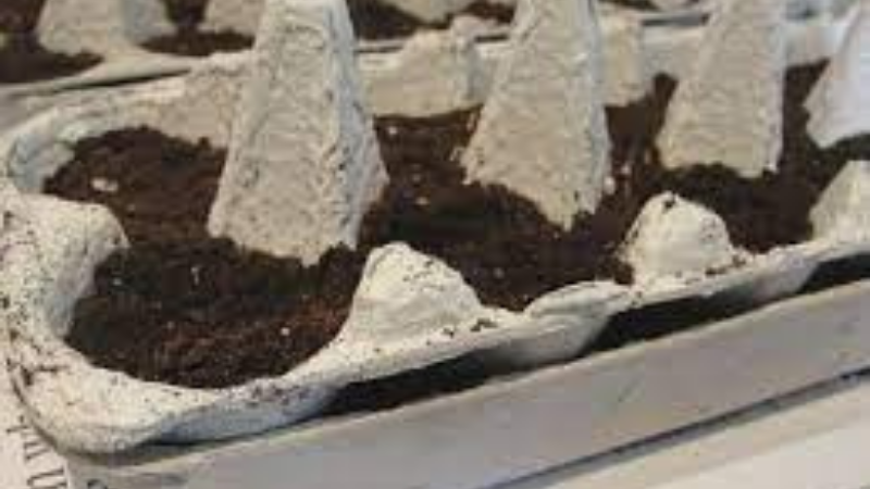 Fill Each Cell Of Egg Cartons With Your Preferred Soil