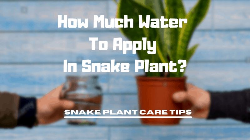 How Much Water To Apply In Snake Plant
