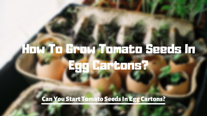 How To Grow Tomato Seeds In Egg Cartons?
